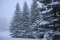 snowy forest.JPG